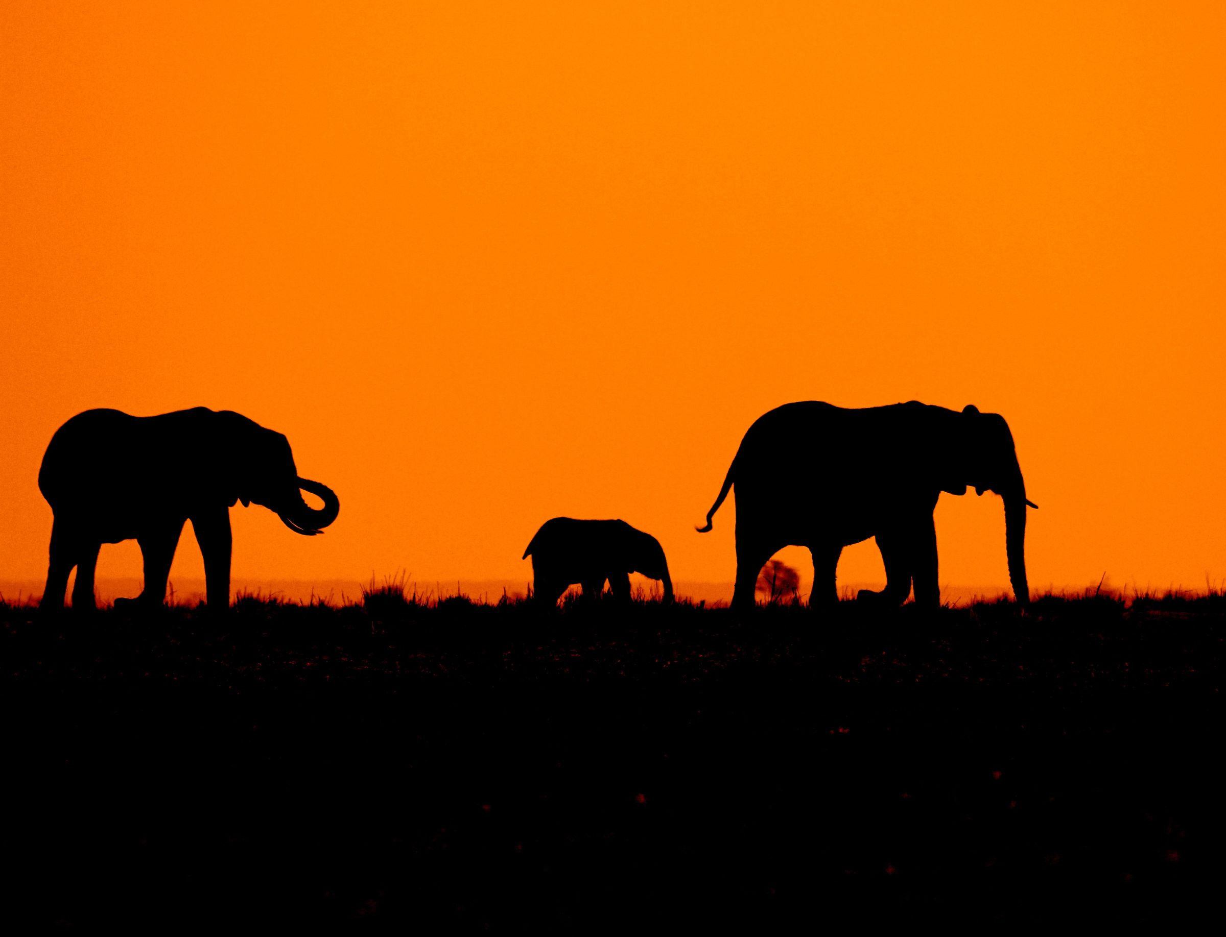 Safari olifanten in silhouet bij zonsondergang op de Afrikaanse savanne