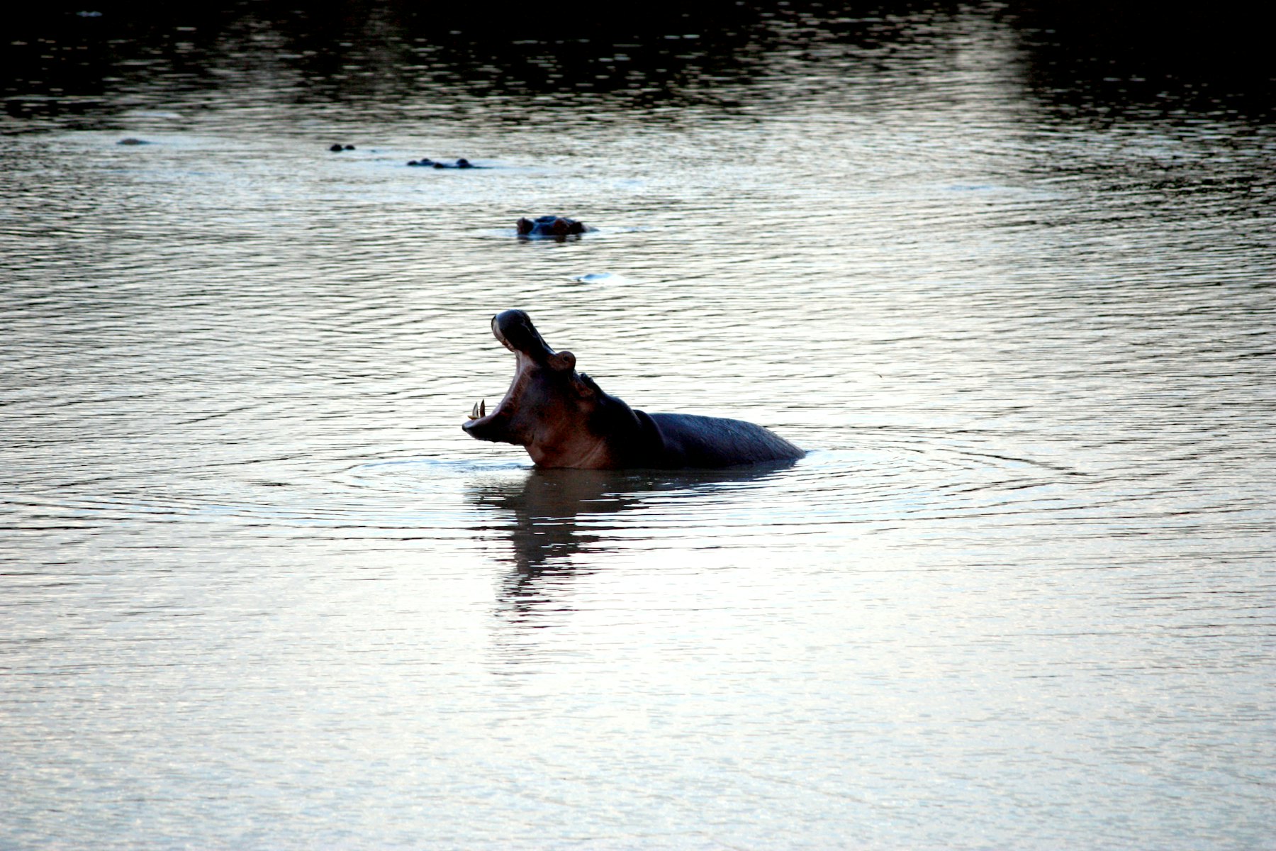 Nijlpaard in een rivier tijdens een wildlife reis in Afrika