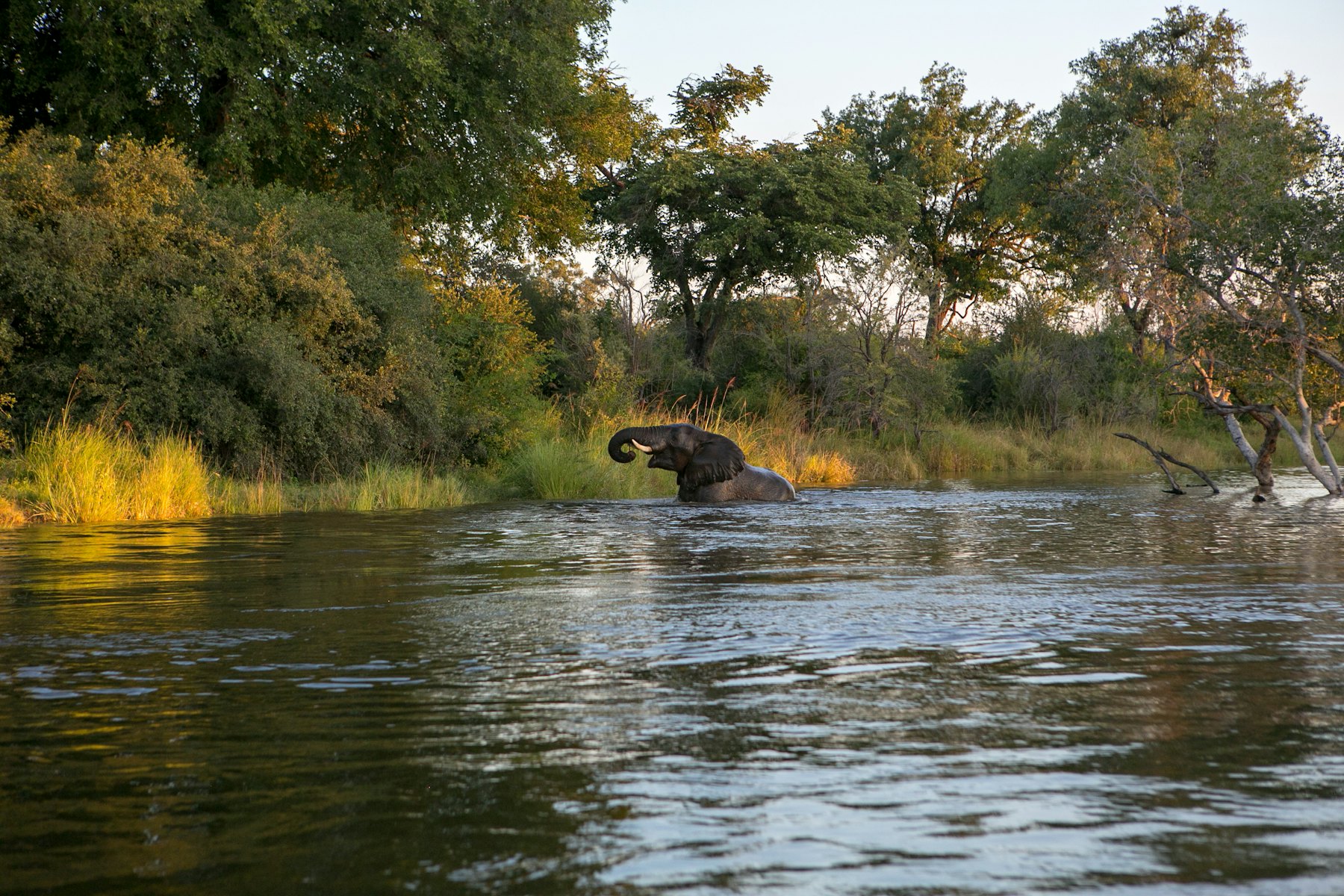 Zambia bestemming met safari en rivieren