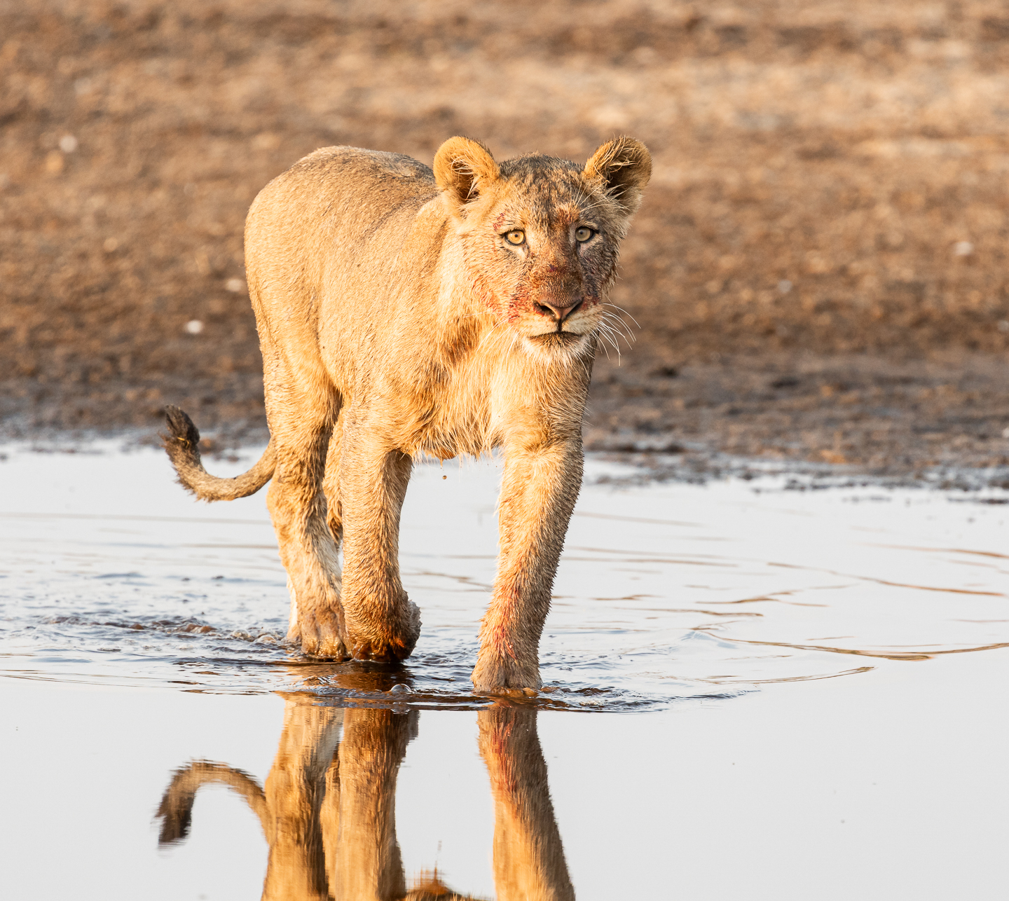 Safari en wildlife in Zuidelijk Afrika
