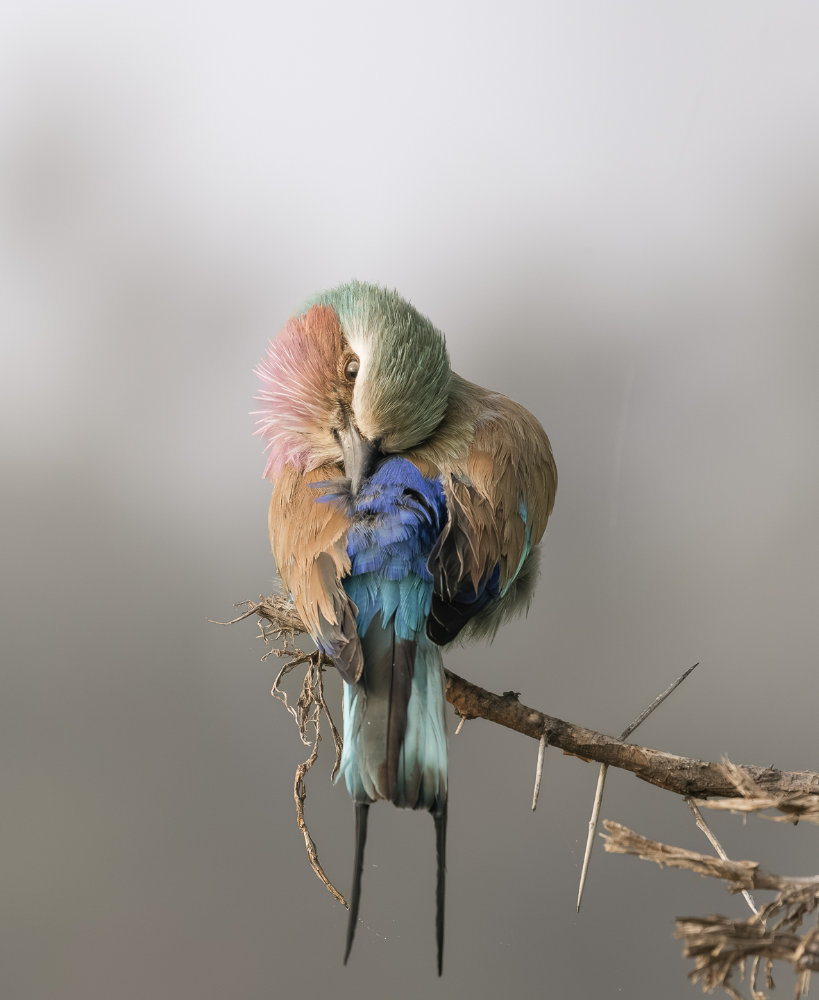 Vogelreis door Afrika